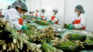 Agroexportaciones peruanas crecieron 16% en los primeros ochos meses del año