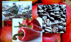 Agroexportaciones peruanas crecieron 5% en el primer cuatrimestre del año