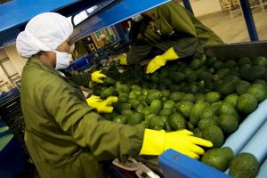 Agroexportaciones peruanas crecieron 9.3% en marzo del 2020