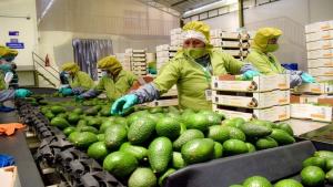 Agroexportaciones peruanas superarían los US$ 11.500 millones este año
