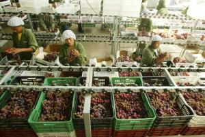 Agroexportaciones peruanas tuvieron su mejor inicio histórico