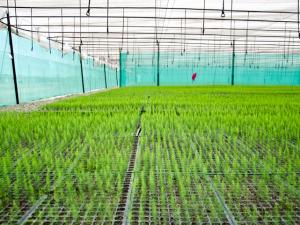 AgroGénesis se instaló en Colombia este año