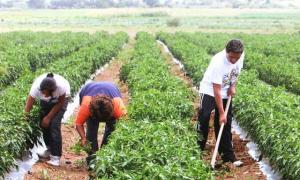 Agroideas beneficia a más de 7 mil agricultores para mejorar producción