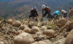 Agroideas capacitó a productores de papa de Junín, Huancavelica y Cerro de Pasco