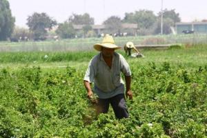 AGROIDEAS PROMUEVE GESTIÓN DE INNOVACIÓN AGRARIA EN AREQUIPA