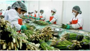 Agroindustria es la actividad más dinámica en generación de puestos de trabajo relacionados a la exportación
