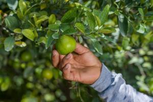 Agroindustrial Beta apuesta por la mandarina y amplía hectáreas de cultivo