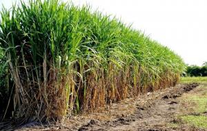 Agroindustrial Cayaltí instalará 650 hectáreas de caña de azúcar este año