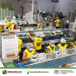 Agroindustrias Verdeflor SAC realiza pasantía a productores de Huaral