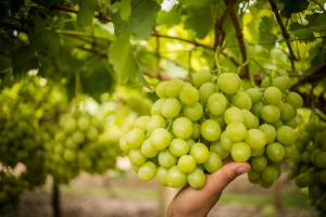Agrokasa envía su primer contenedor de uva de mesa a Japón