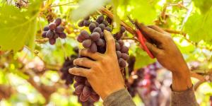 Agrokasa produjo 13 mil toneladas de uva en la campaña 2021