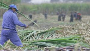 Agrolmos tiene uno de los rendimientos productivos de azúcar más altos del mundo