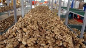 Agromar comenzará a exportar jengibre y cúrcuma a Estados Unidos y Europa