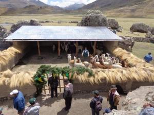 Agrorural rehabilita 186 cobertizos para proteger al ganado de las heladas