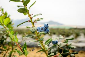 Agrovictoria desarrollará cultivos de arándanos en Ica