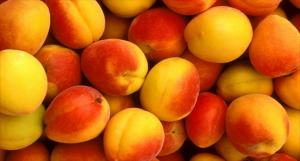 AJE Procesos quiere cubrir 700 hectáreas agrícolas con durazno