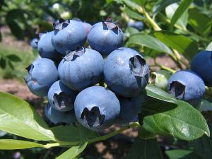 Al 2021 las exportaciones de arándanos por parte de Perú superarían los US$ 1.000 millones