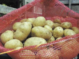 AL CIERRE DEL 2014 PERÚ COMPRÓ 24 MIL TONELADAS DE PAPA PRECOCIDA