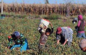 AL MENOS 100 MILLONES DE NIÑOS TRABAJAN EN EL AGRO