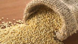 Al menos el 70% de la producción de quinua boliviana es vendida al Perú