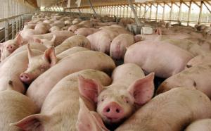 Alerta en China por un rebrote de peste porcina