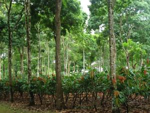 ALIANZA CACAO PERÚ IMPLEMENTA SISTEMA AGROFORESTAL