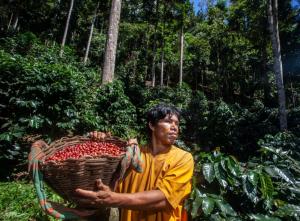 Alianza empresarial invertirá más de S/ 300 millones en negocios sostenibles en Amazonía