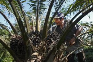 Alicorp, Solidaridad y Nes Naturaleza desarrollan programa de sostenibilidad para productores de palma aceitera