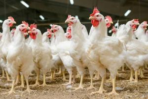 Alimencorp lanzará nuevos productos para el sector avícola este año