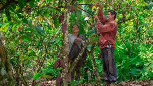 Allima Cacao: La cooperativa amazónica que impulsa el cacao sostenible desde Chazuta