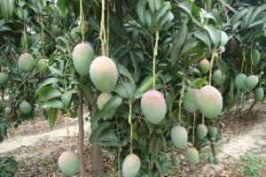 Altas temperaturas aumentarían demanda hídrica de frutales en Piura y Lambayeque