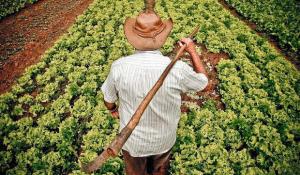 Alternativas para salvar las cadenas productivas de pequeños agricultores