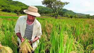 Alza de fertilizantes está ocasionando quiebra de productores de arroz