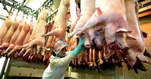 Alza del precio del maíz en casi 70% se traslada a venta minorista de la carne de cerdo