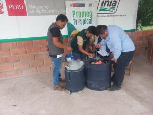 Amazonas: INIA transfiere pajillas de vacuno de alta capacidad de las razas Brahman, Gyr, Angus y Simmental