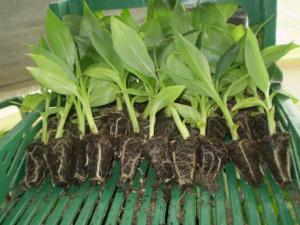 Amazonas introducirá plantones in vitro de banano de la variedad Williams Israel