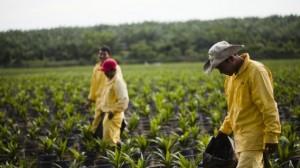 Amazonía peruana pierde 31,500 hectáreas <span class='highlight'>por</span> cultivos de palma acei<span class='highlight'>te</span>ra