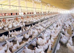 Amplían por 180 días suspensión de importación de diversos productos avícolas de Francia