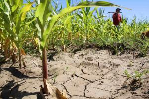 ANA atiende demanda de agua en valles agrícolas de Piura