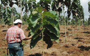 ANALIZARÁN PERFIL ACTUAL DEL PROFESIONAL FORESTAL EN AMÉRICA LATINA 