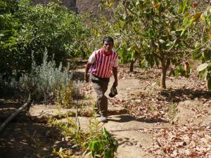 Áncash: agricultores reportan pérdida de cutivos de papa, maíz y arveja por sequía