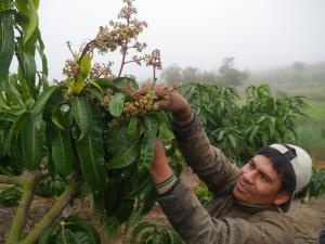 Áncash: ante incertidumbre climática, recomiendan a productores no realizar primera poda en cultivos de mango