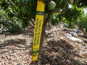 Áncash: buscan proteger de la mosca de la fruta a 1.000 hectáreas de mango 