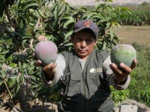 Áncash exportó 30,853 toneladas de mango en 2022