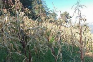 Áncash: heladas dañan 3 hectáreas de maíz en Huaraz