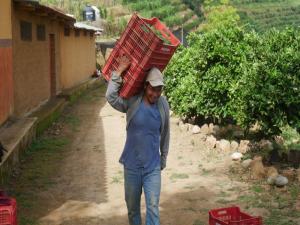 Áncash lidera la producción y exportación peruana de paltas orgánicas