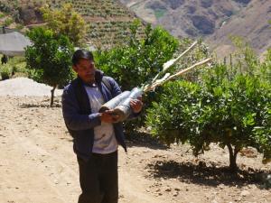 Áncash: pequeños productores buscan en la pitahaya la diversificación de sus cultivos
