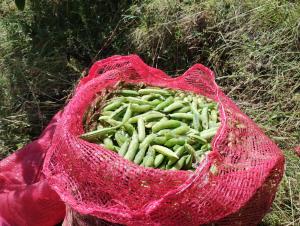 Áncash: pequeños productores cosechan 1.3 toneladas de arveja usui
