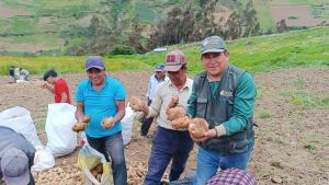 Áncash: pequeños productores de Pamparomás cosechan papa en campo experimental