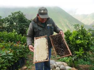 Áncash: pequeños productores y emprendedores de Pamparomás se capacitan en apicultura